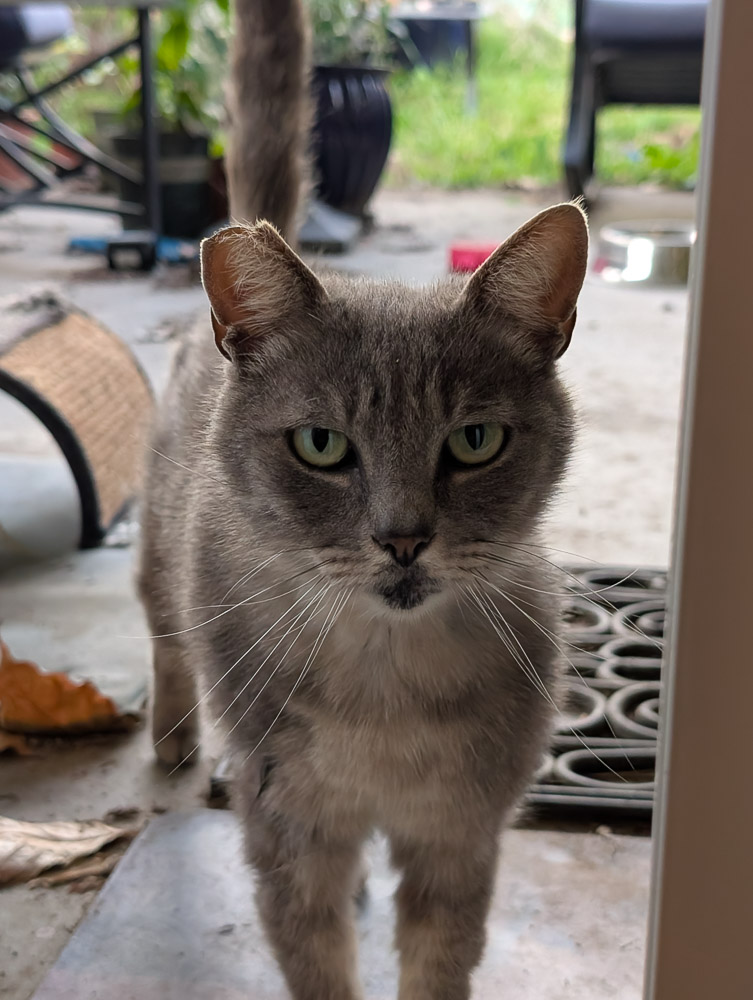 Kitters, a grey community cat
