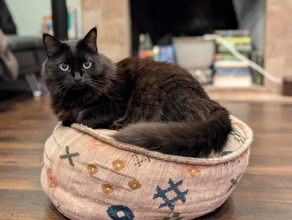 Poe the black cat